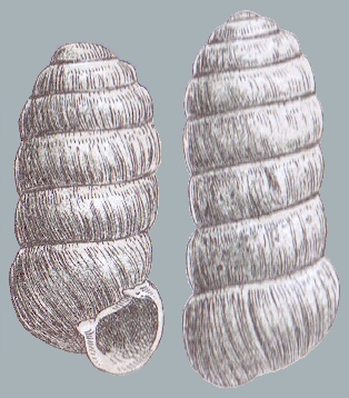 Columella columella